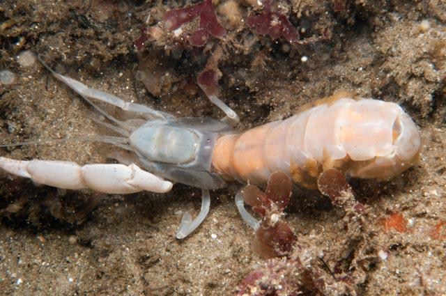 Sand Ghost Shrimp
