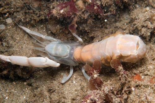 Pestarella tyrrhena