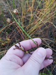 Symphyotrichum adnatum