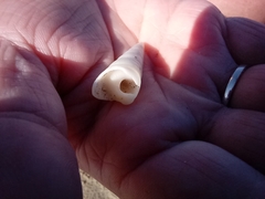 Gastropoda