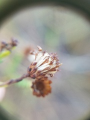 Symphyotrichum adnatum