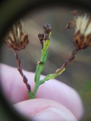 Symphyotrichum adnatum
