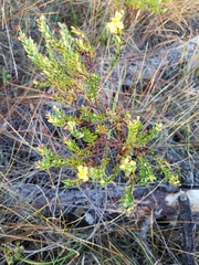Hypericum microsepalum