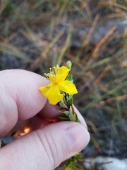 Hypericum microsepalum
