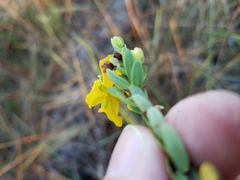 Hypericum microsepalum