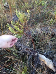 Hypericum microsepalum