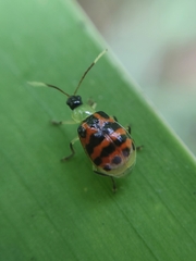 Diabrotica limitata