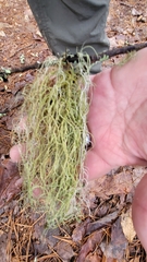 Usnea strigosa