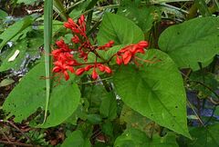 Clerodendrum buchananii