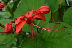 Clerodendrum buchananii