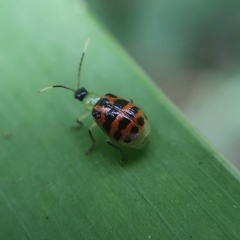 Diabrotica limitata