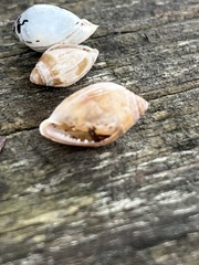 Melampus floridanus