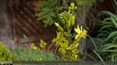 Bulbine frutescens