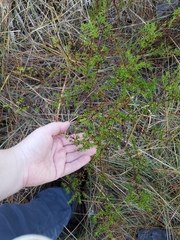 Hypericum brachyphyllum