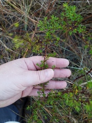 Hypericum brachyphyllum