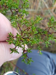 Hypericum brachyphyllum