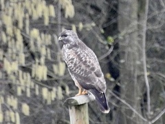 Buteo buteo