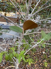 Chrysophyllum oliviforme