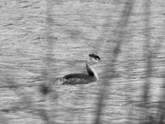 Podiceps cristatus