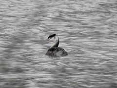 Podiceps cristatus