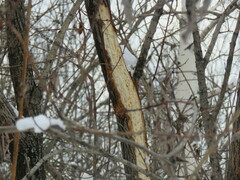 Dendrocopos leucotos