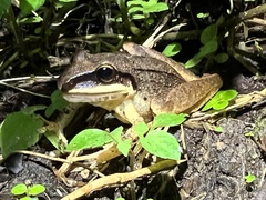Pristimantis achatinus