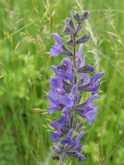 Salvia dumetorum