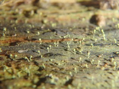 Chaenotheca brachypoda