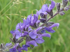 Salvia dumetorum