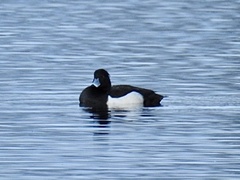 Aythya fuligula