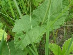 Salvia dumetorum