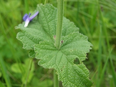 Salvia dumetorum