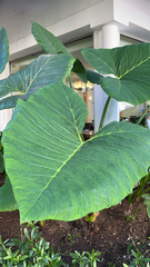 Xanthosoma robustum