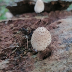 Coprinellus radians