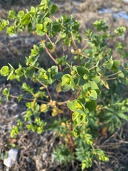 Euphorbia
