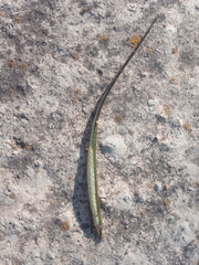 Syngnathus abaster