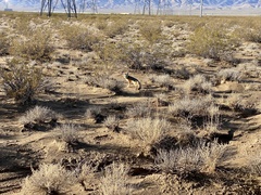 Vulpes macrotis macrotis