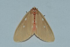 Tinolius eburneigutta