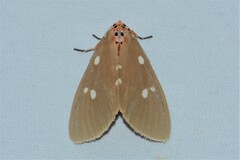 Tinolius eburneigutta