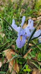 Iris histrio