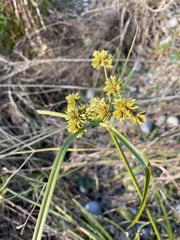 Cyperus