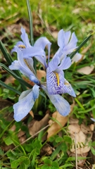 Iris histrio