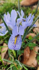 Iris histrio