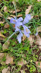Iris histrio