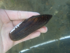 Lanceolaria oxyrhyncha