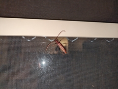 Xystrocera virescens