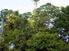 Pometia pinnata