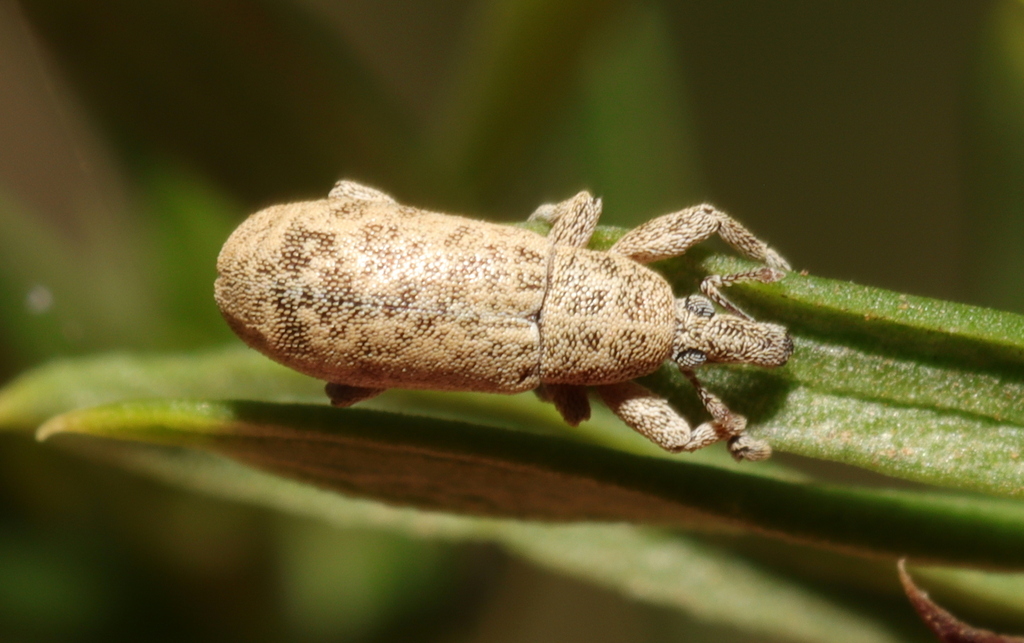 Anchonocranus