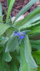 Anchusa