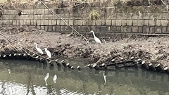 Ardea alba modesta